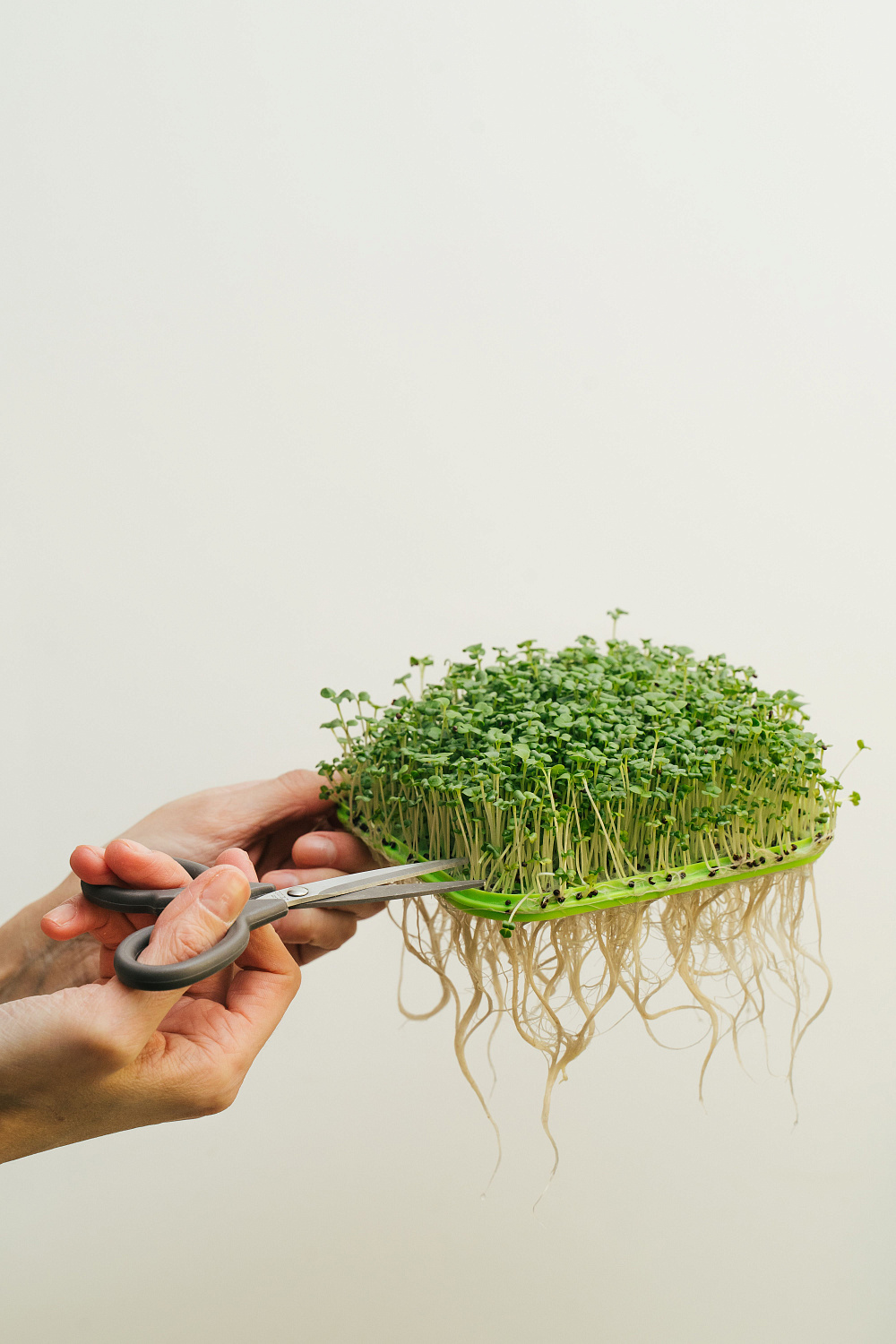 Как вырастить микрозелень в домашних условиях? Советы и рекомендации по проращиванию